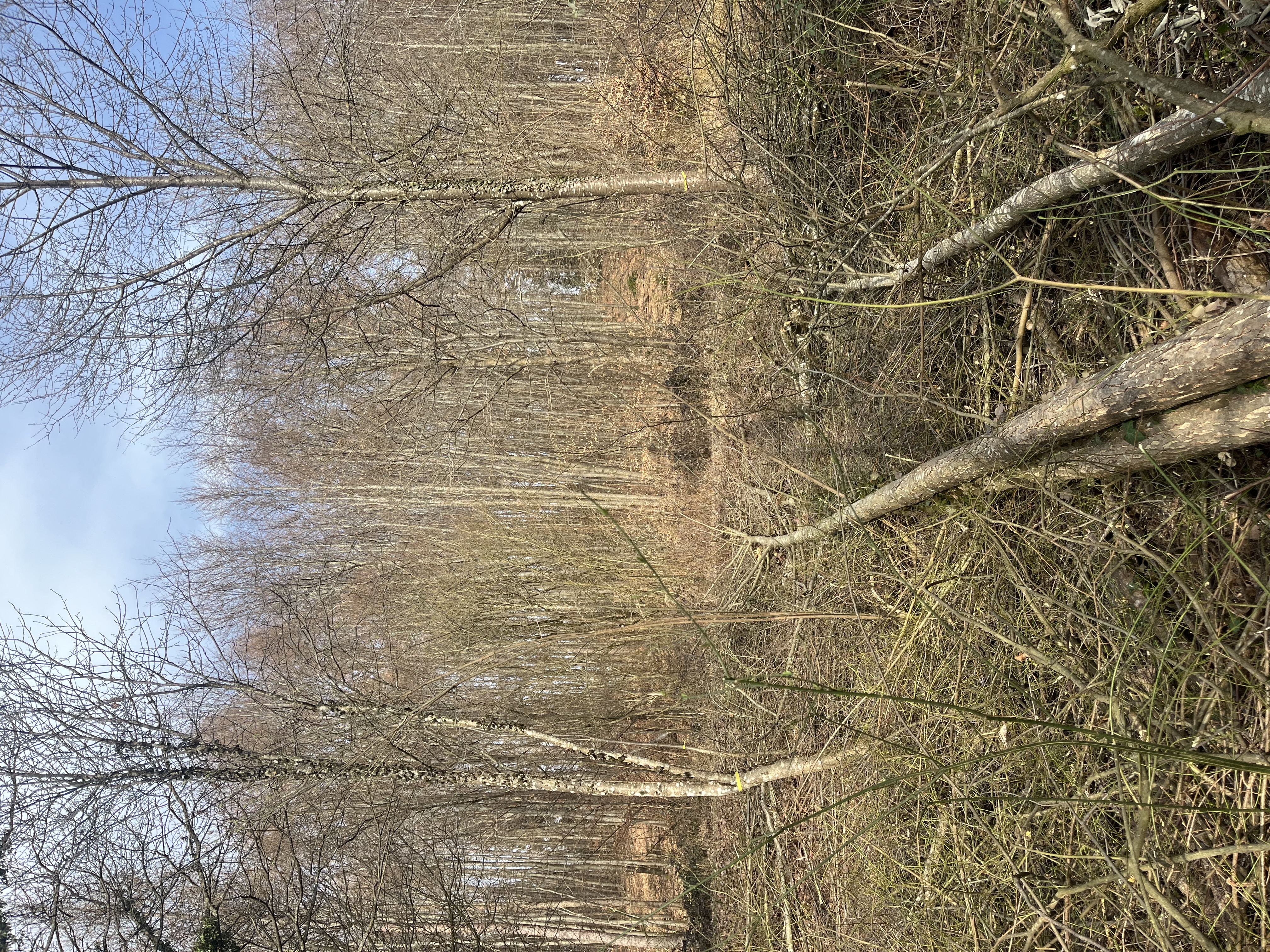 Jungbestandspflege und Biotopsschutz